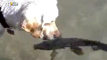 Editie NL Lol: Hond tongzoent met vis