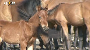 RTL Nieuws Onderzoek naar paardenvleesschandaal in Nederland