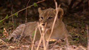 Africa's Hunters - The Hungry Leopard