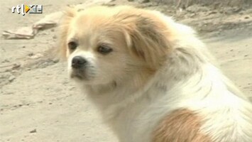 RTL Nieuws Chinese hond op het verkeerde been