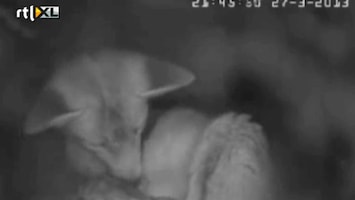 Editie NL Geboorte jonge vosjes live te zien