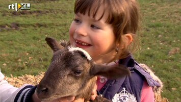 Green-kids Lammetjes: Vraag van de Dag