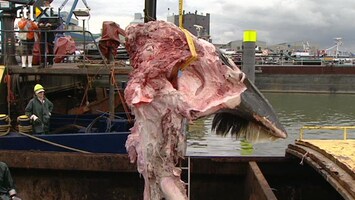RTL Nieuws Aangevaren walvis was een gewone vinvis