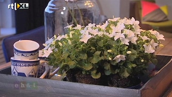 Eigen Huis & Tuin De campanula is de woonplant van de maand