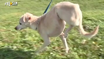 RTL Nieuws Verlamde hond loopt op voorpoten