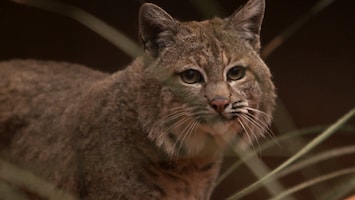 Burgers' Zoo Natuurlijk - De Bobcat