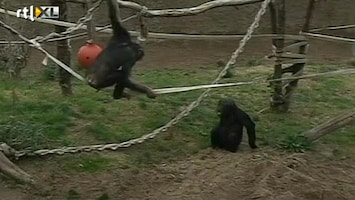 RTL Nieuws Koppelpoging voor eenzame chimpansees