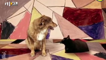 Editie NL Hond & kat zingen Gotye-nummer