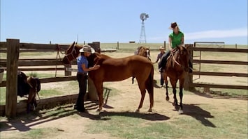 McLeod's Daughters Gift horse