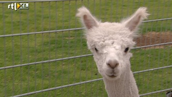 Editie NL Alpaca: roofdier nummer 1