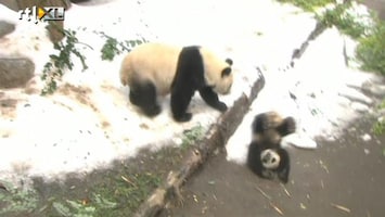 RTL Nieuws Sneeuwpret voor panda's in San Diego