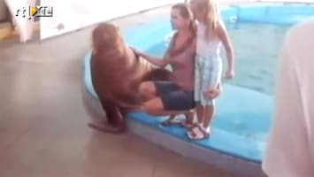 Editie NL Seksistische walrus gek op blondine