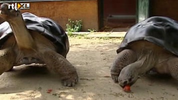 RTL Nieuws Oeroude schildpaddenliefde voorbij