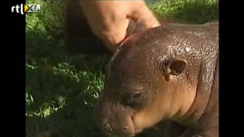 Editie NL Schattig: baby nijlpaard