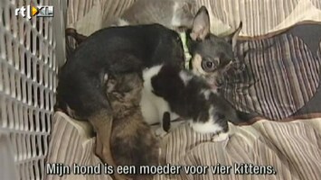 Editie NL Hond zoogt moederloze kittens