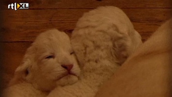 RTL Nieuws Witte leeuwtjes geboren