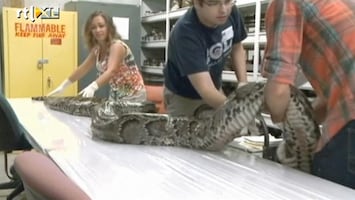 RTL Nieuws Monsterpython gevangen in Florida