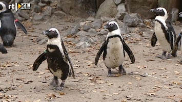 Editie NL Roze pinguins bestaan