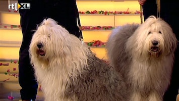 Carlo & Irene: Life 4 You Sophie en Sarah zijn twee wereldberoemde honden