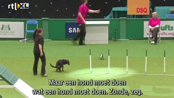 Editie NL Hond aan de schijterij