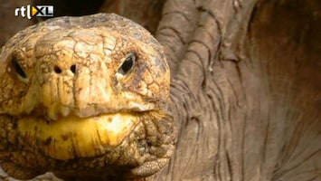 RTL Nieuws Reuzenschildpad Diego volgt 'Eenzame George' op