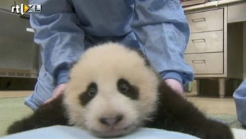 RTL Nieuws Eerste stapjes babypanda op camera vastgelegd