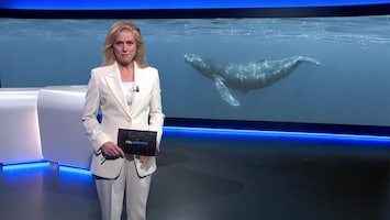 Rtl Nieuws - 19:30 Uur - Laat