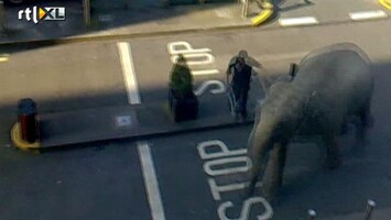 RTL Nieuws Olifant ontsnapt in Iers plaatsje