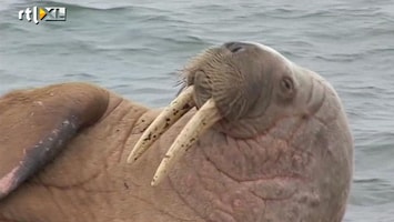 RTL Nieuws Walrus brengt zeldzaam bezoekje aan Schotland