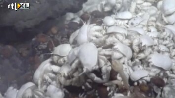 RTL Nieuws Nieuwe krabben ontdekt in zee Antarctica