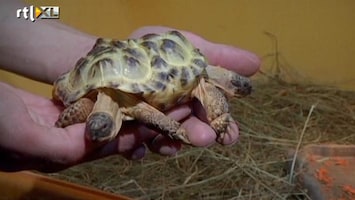 RTL Nieuws Siamese schildpad
