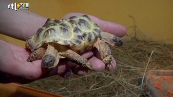 RTL Nieuws Siamese schildpad