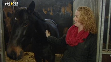 RTL Nieuws Crisis treft paardenwereld