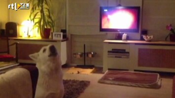 Editie NL Hond King doet Editie NL-tune na