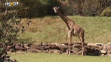 Editie NL Live! geboorte van giraffe