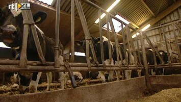 RTL Z Nieuws 1000 kilo antibiotica voor vee gevonden in Brabant
