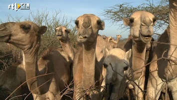 RTL Nieuws Kameel is goud waard in Afrika