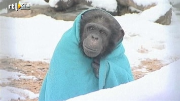 RTL Nieuws Bibberende chimpansees krijgen dekens