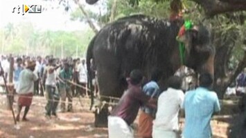 RTL Nieuws Olifant op hol geslagen in India