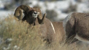 Wild Yellowstone The frozen frontier