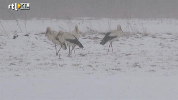 RTL Nieuws Ooievaars in Polen zijn de weg kwjit