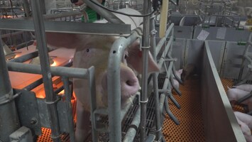 Chinese varkens in flats: lucratief, maar niet diervriendelijk