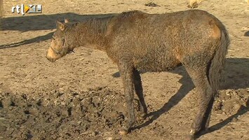 RTL Nieuws Verwaarloosde paarden gevonden in Limburg