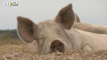 RTL Nieuws Boer zet foto van elk geslacht varken op internet