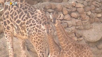 RTL Nieuws Twee giraffes tegelijk geboren