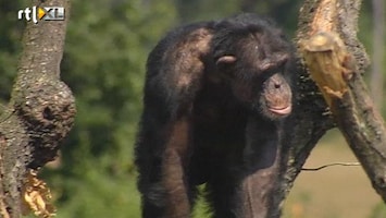 RTL Nieuws Chimpansees zien het licht