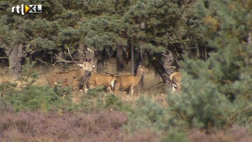 RTL Nieuws Meer ruimte voor herten door ecoduct