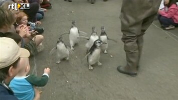 RTL Nieuws Pinguïns op sjouw naar visschool