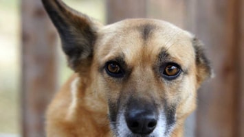 RTL Nieuws Honden vieren feest op vuurwerkvrij vakantiepark