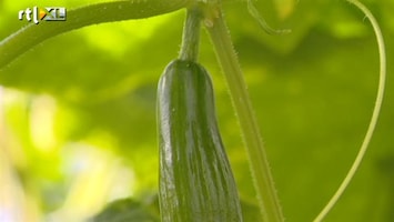 Green-kids Op bezoek in de komkommer kwekerij